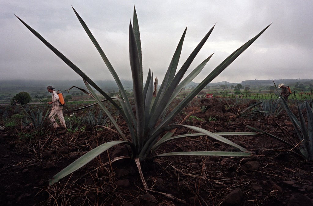 Pedro Avila sprays a pesticide in a field of young blue agaves outside the town of Tequila, Mexico, in 2000, amid a severe shortage of the blue agave used to make the potent spirit. Photo: AP Photo