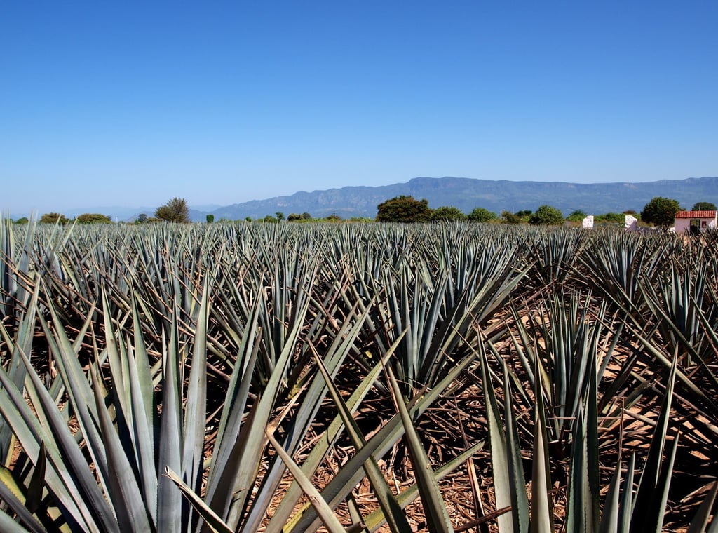 Agave fields surround the town of Tequila, Mexico. Photo: Robin Esrock