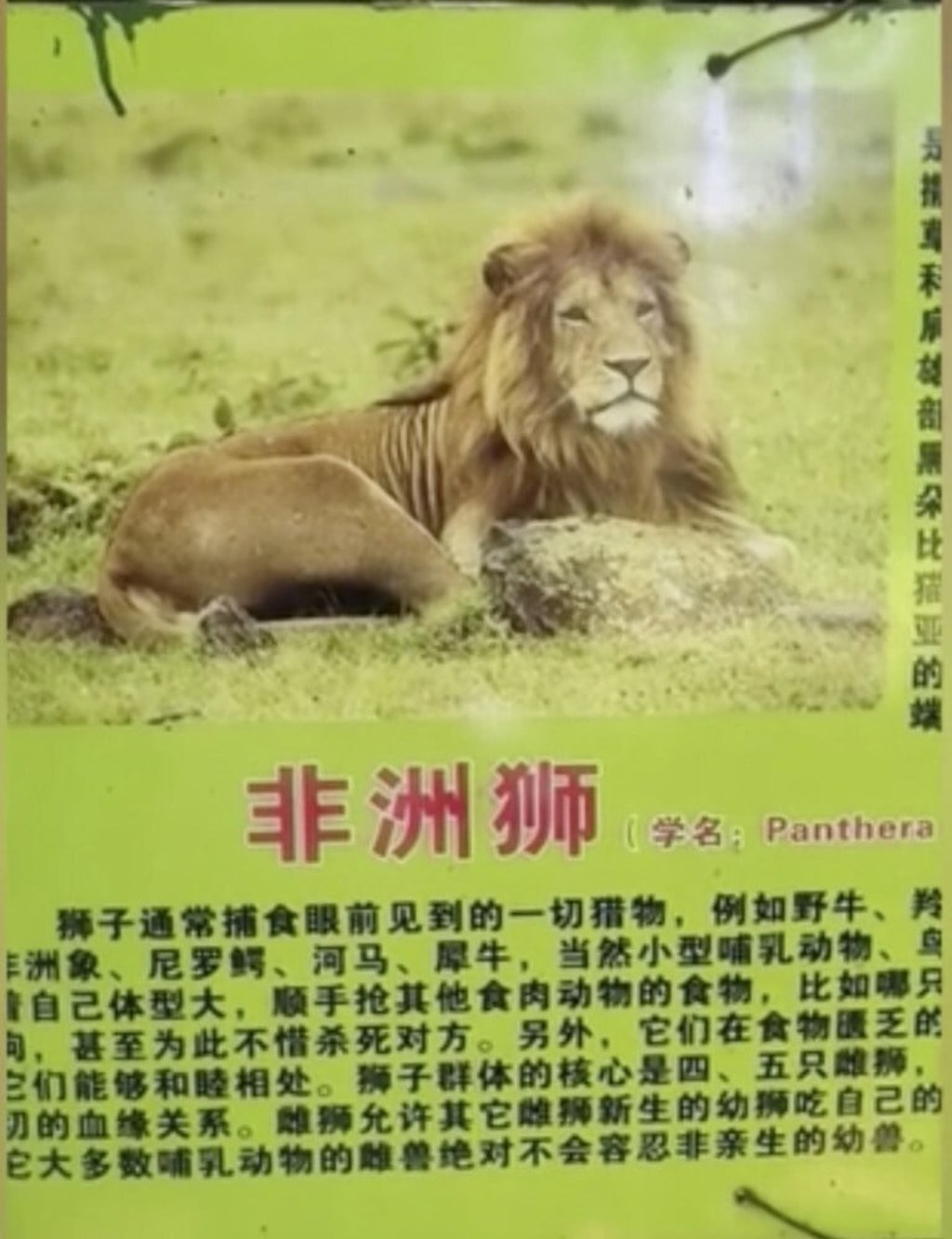 The cage sign advertising an African lion in the cage. Photo: Handout