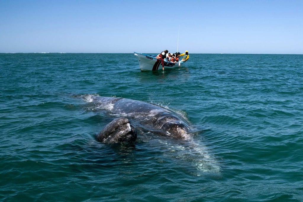 Grey whales near a whale watching boat in the warm, shallow waters off Baja California, Mexico. Photo: AFP