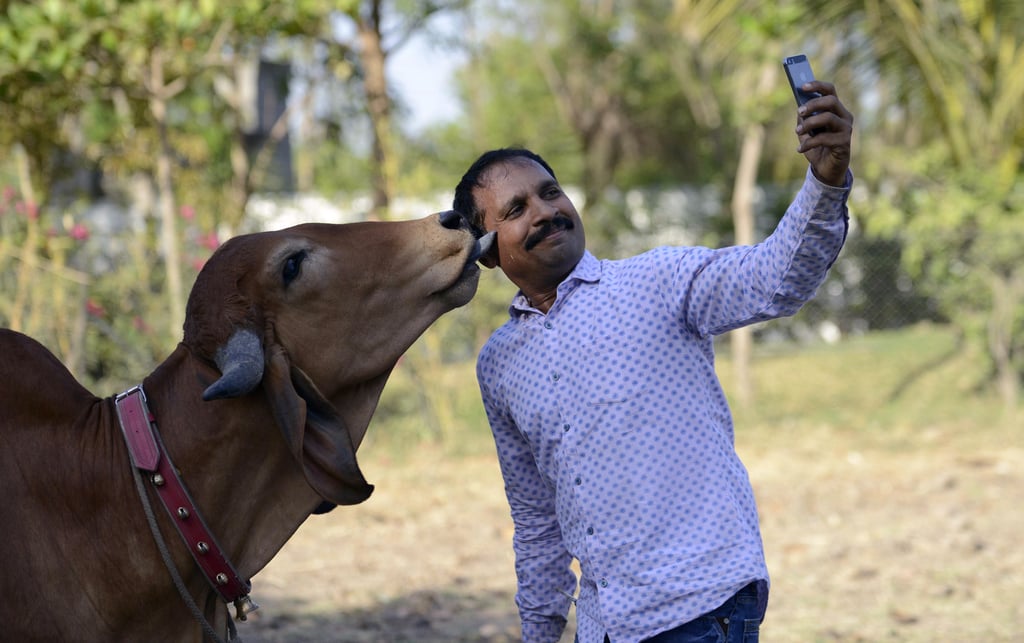 An Indian man takes a selfie with his cow Poonam in Ghuma village, Gujarat state. Photo: AFP An Indian man takes a selfie with his cow Poonam in Ghuma village, Gujarat state. Photo: AFP