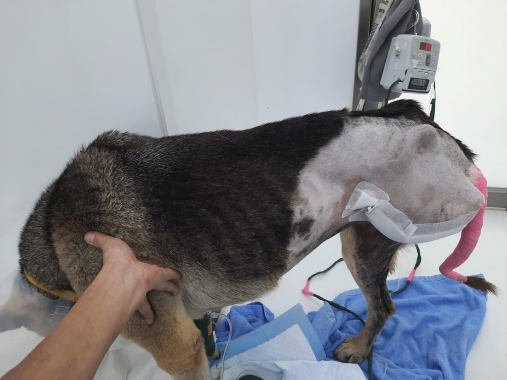 The dog after her leg was amputated. Photo: Sai Kung Stray Dogs Foundation The dog after her leg was amputated. Photo: Sai Kung Stray Dogs Foundation