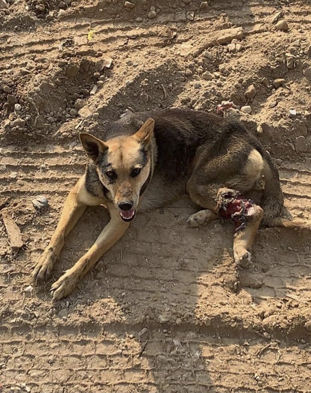 SKFSS recently rescued this young, injured female from a landfill site in Tseung Kwan O. The dog’s left leg had to be amputated, with the medical bill totalling more than HK$42,000. SKFSS recently rescued this young, injured female from a landfill site in Tseung Kwan O. The dog’s left leg had to be amputated, with the medical bill totalling more than HK$42,000.