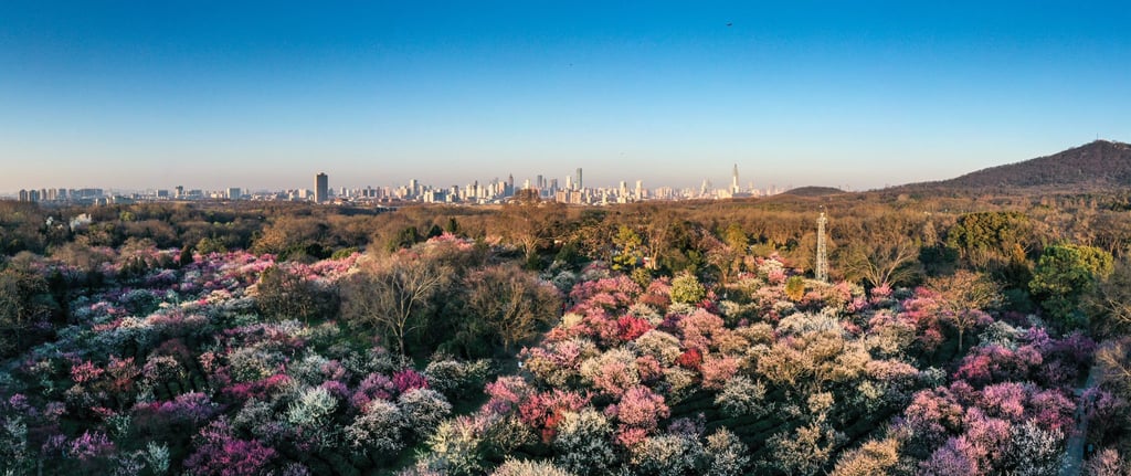 Plum blossoms are in bloom in the Meihuashan scenic area, seen against the skyline of Nanjing city in eastern China’s Jiangsu province, on February 21. Photo: Xinhua