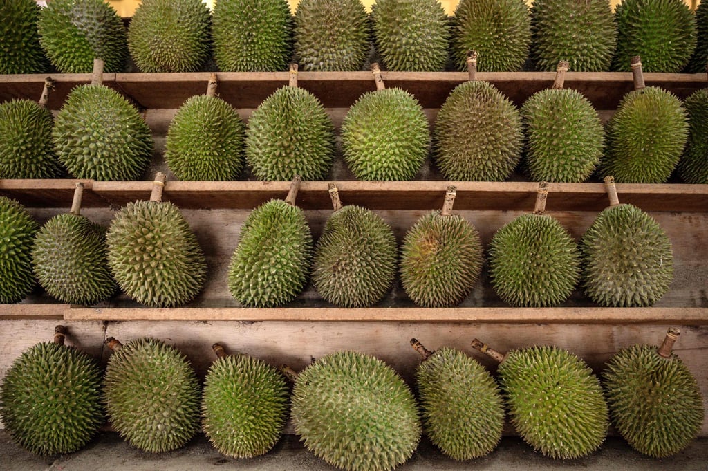 Thailand exported 575,000 tonnes of durian fruits to China last year. Photo: AFP Thailand exported 575,000 tonnes of durian fruits to China last year. Photo: AFP