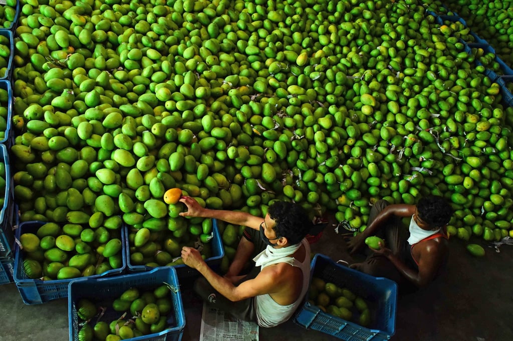 Mangoes at a fruit market in Jabalpur, Madhya Pradesh. Photo: AFP Mangoes at a fruit market in Jabalpur, Madhya Pradesh. Photo: AFP
