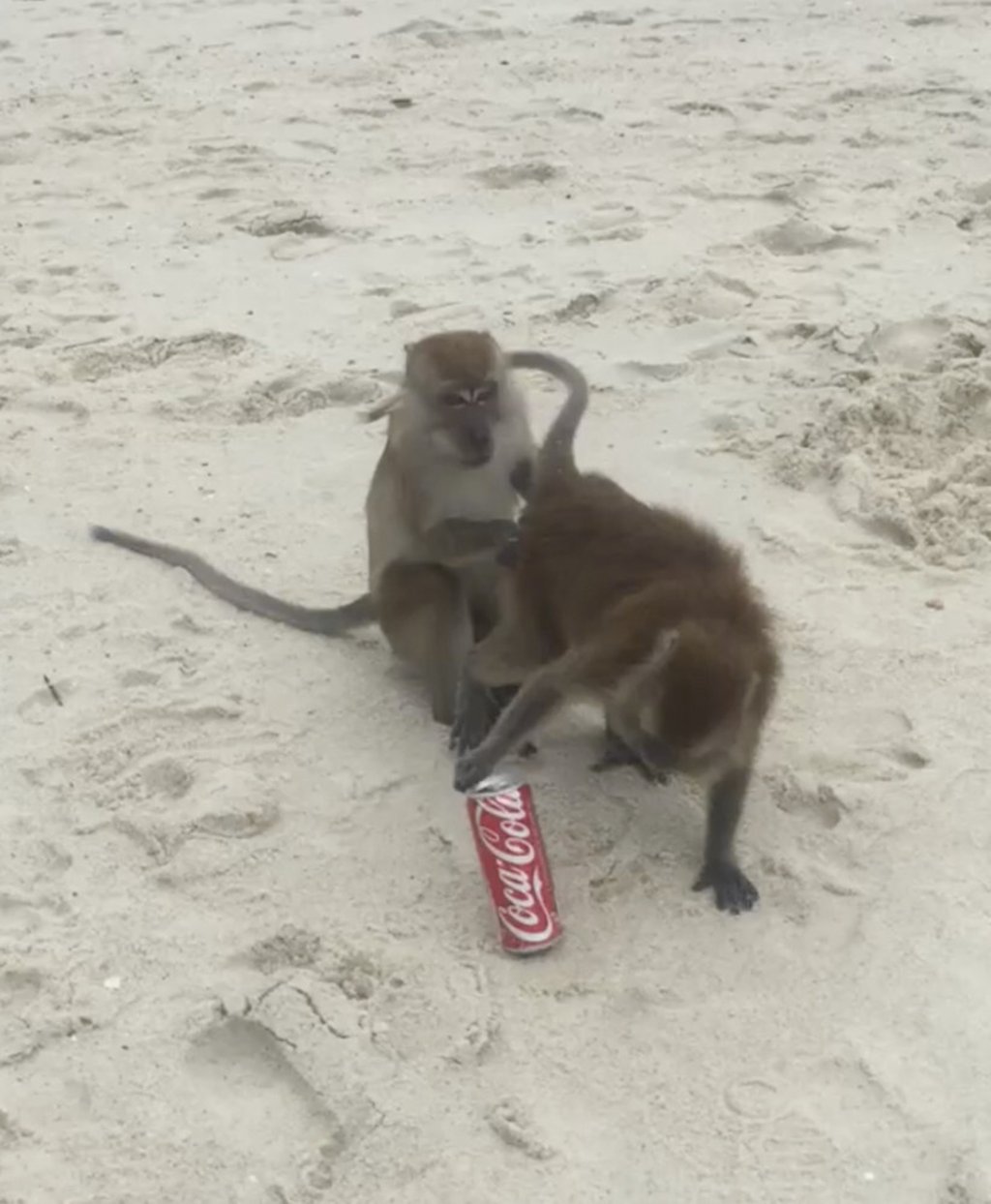 Feeding wildlife is bad for the animals, and for the next hiker. Photo: Lee Cobaj