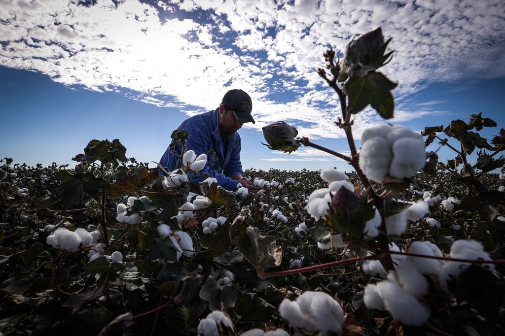 A farmer inspects cotton plants in a field on the outskirts of Moree, New South Wales. Photo: Bloomberg A farmer inspects cotton plants in a field on the outskirts of Moree, New South Wales. Photo: Bloomberg