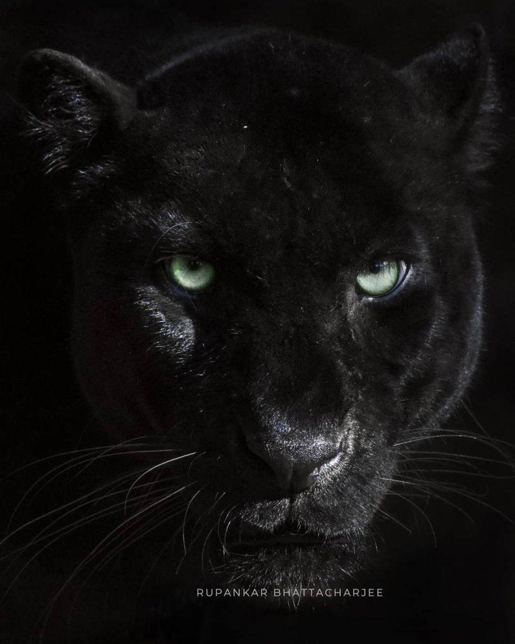 A black panther at Assam State Zoo. Photo: @assamstatezoo/Instagram