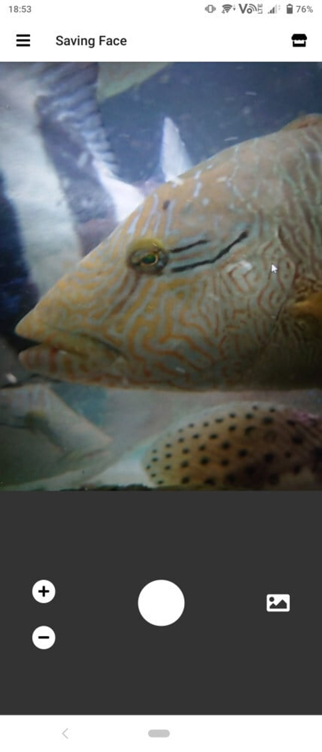 Called Saving Face, the free app – due for release next month – uses the unique and complex eye markings of the humphead wrasse, a fish prized by affluent diners, to help enforcement officials distinguish between legally and illegally traded fish. Photo: Saving Face