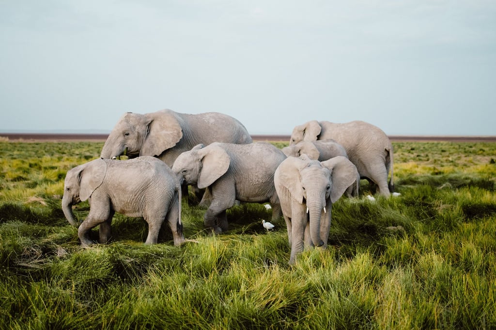 A record-breaking 248 babies were born in the Amboseli National Park last year. Photo: Pie Aerts