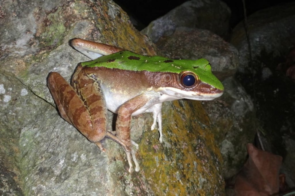 A copper-cheeked frog observed during Hong Kong’s City Nature Challenge.