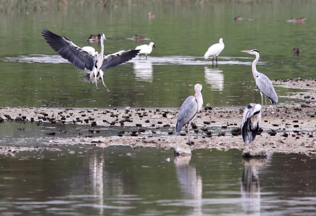 Flocks of black-faced spoonbill (white) and grey heron (grey) are observed at the Hong Kong Wetland Park in Tin Shui Wai. Photo: SCMP
