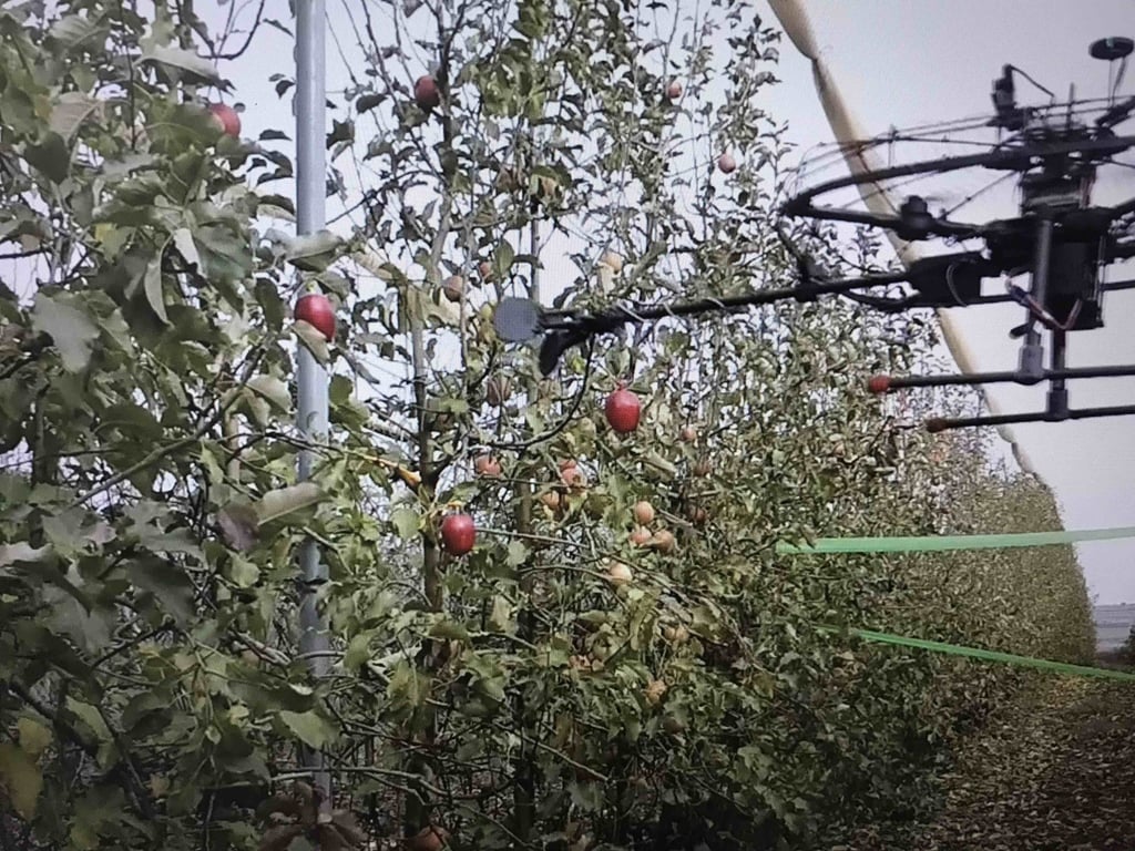 A drone is used to harvest apples in Japan. Photo: Neil Newman