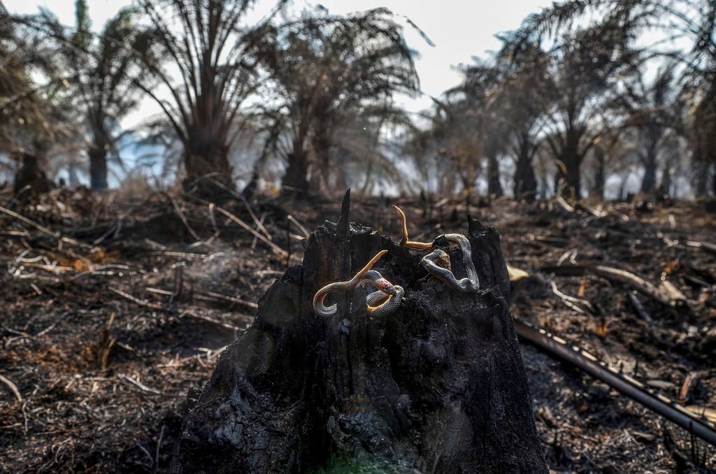 Baby snakes killed in a peatland forest fire are pictured at a palm oil plantation in Pekanbaru, Riau province, in 2019. Photo: AFP Baby snakes killed in a peatland forest fire are pictured at a palm oil plantation in Pekanbaru, Riau province, in 2019. Photo: AFP
