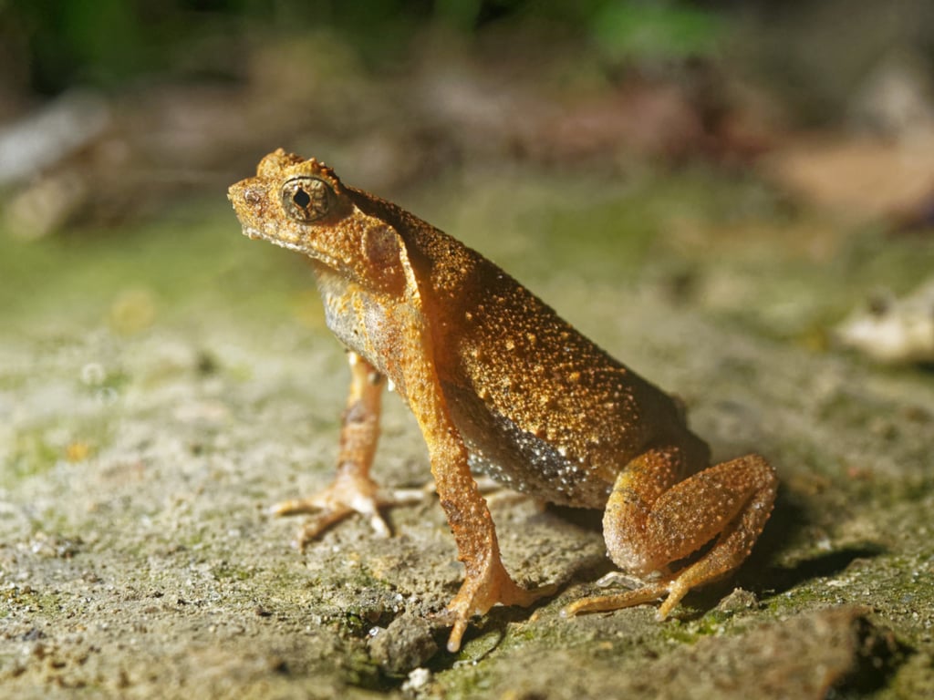 The man, surnamed Sun, ate the frogs because he believed it would give him strength. Photo: Martin Williams