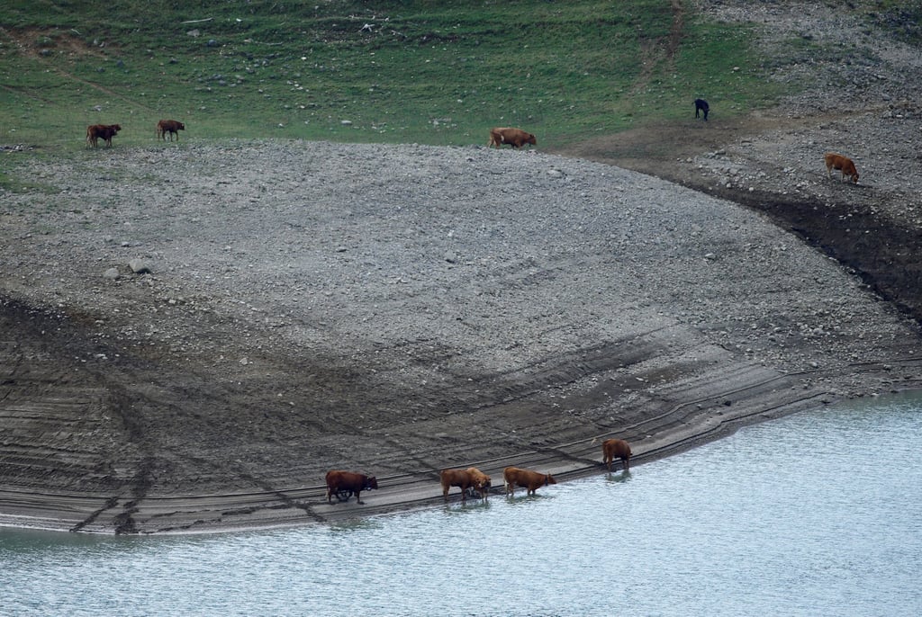Cows drink water from the Lac d’Hongrin during a drought near Chateau d’Oex, Switzerland, on August 7, 2018. File photo: Reuters