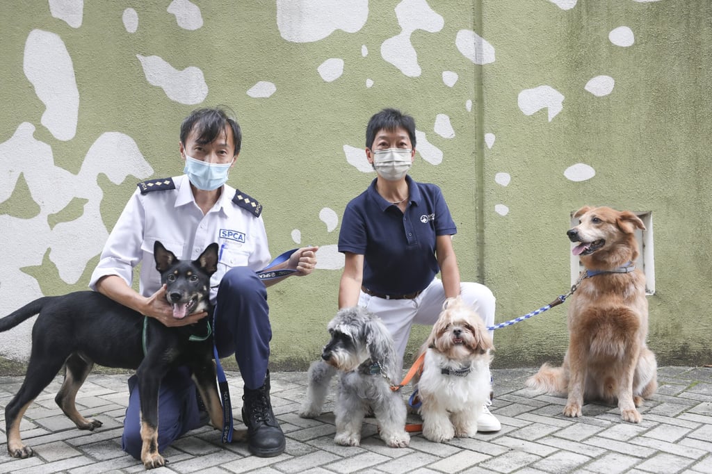 Berry Ng (left), an SPCA inspector for 22 years, and SPCA chairwoman Jaqueline Kwan with three of the dogs Kwan has adopted: Burita the schnauzer (grey), Freddie the Shih Tzu (white), George the mongrel rescue dog, and Luca (black), an SPCA dog looking for adoption. Photo: Xiaomei Chen