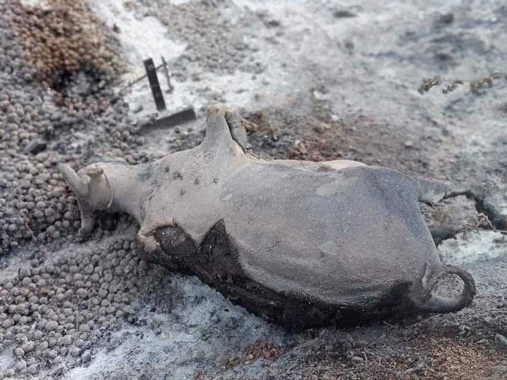 Burned livestock in Kin Ma Village, Pauk township, in Myanmar’s Magway region on Wednesday. Photo: Reuters