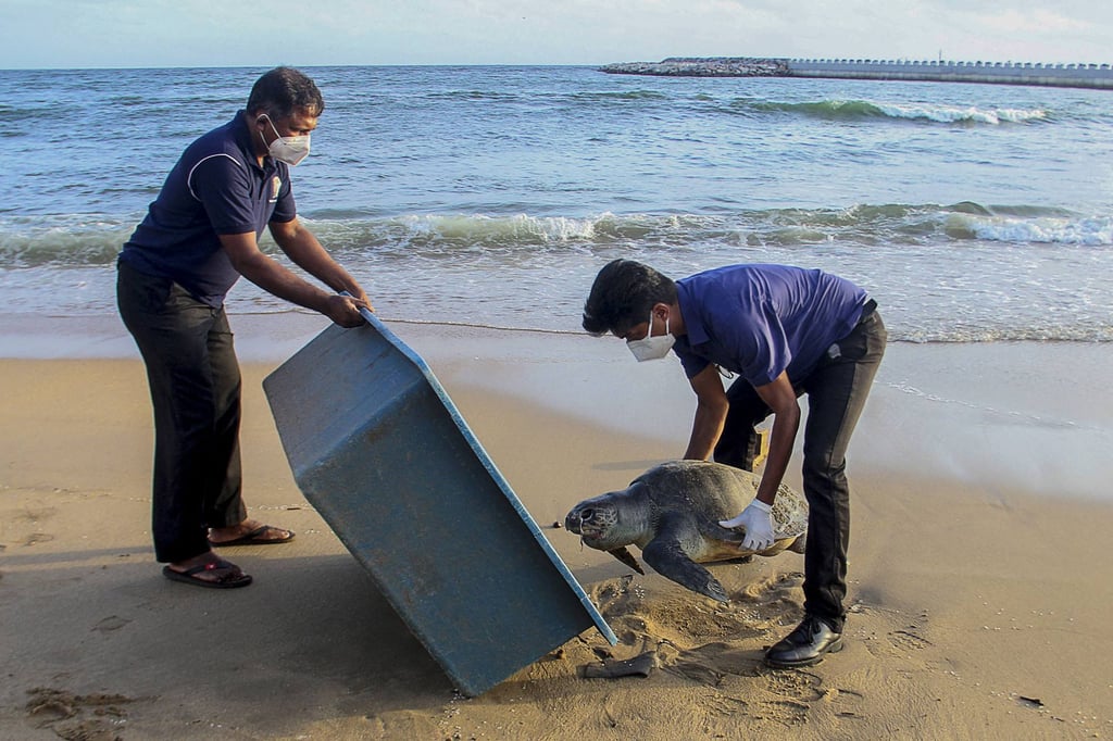 Wildlife officials remove a dead sea turtle that washed ashore at Galle Face beach in Colombo. Photo: AFP
