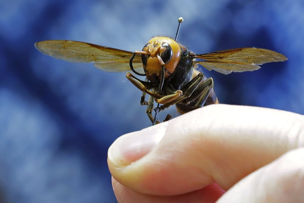 An Asian giant hornet held by an entomologist with the Washington state Department of Agriculture in Olympia, Washington. Photo: AP An Asian giant hornet held by an entomologist with the Washington state Department of Agriculture in Olympia, Washington. Photo: AP