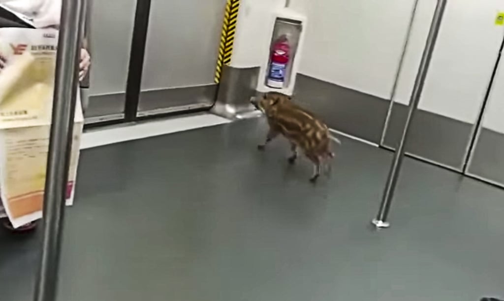 Pigs might fly, but this one prefers the train. Photo: Facebook Pigs might fly, but this one prefers the train. Photo: Facebook