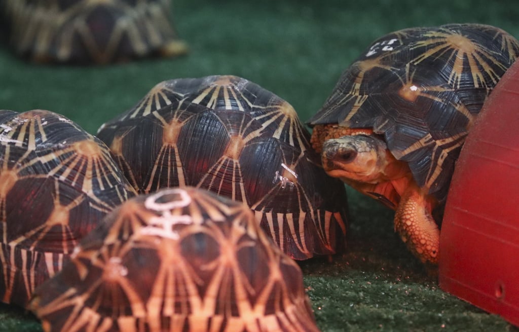 A group of radiated tortoises at Kadoorie Farm and Botanic Gardens in Tai Po. Photo: Edmond So