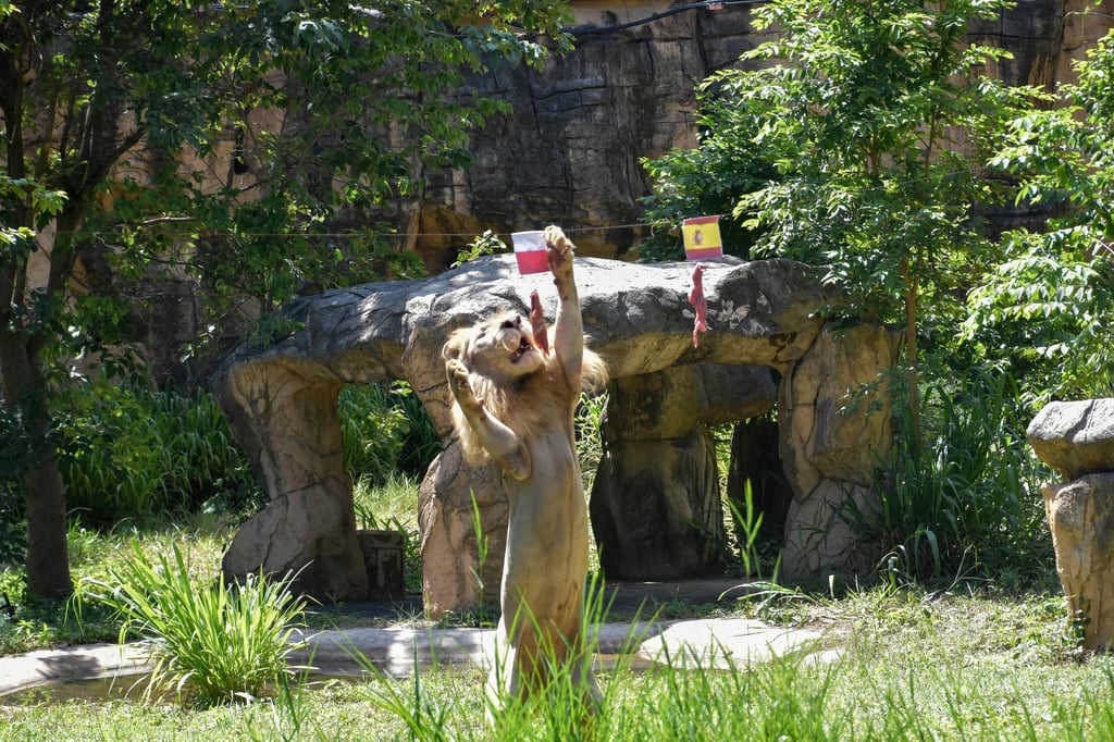 Boy the lion lunges at a piece of meat hanging under the flag of Poland, instead of the piece under Spain’s flag at Khon Kaen Zoo in Thailand on Friday. Photo: AFP Boy the lion lunges at a piece of meat hanging under the flag of Poland, instead of the piece under Spain’s flag at Khon Kaen Zoo in Thailand on Friday. Photo: AFP