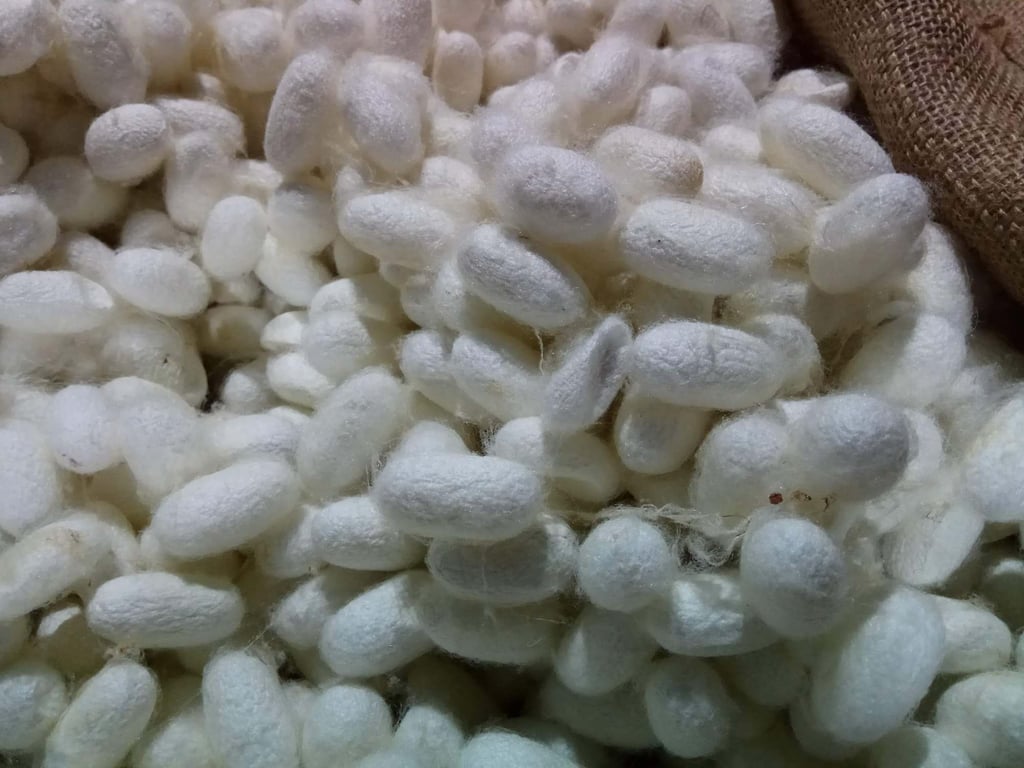 Silkworm cocoons are processed at the Bombyx factory in China.