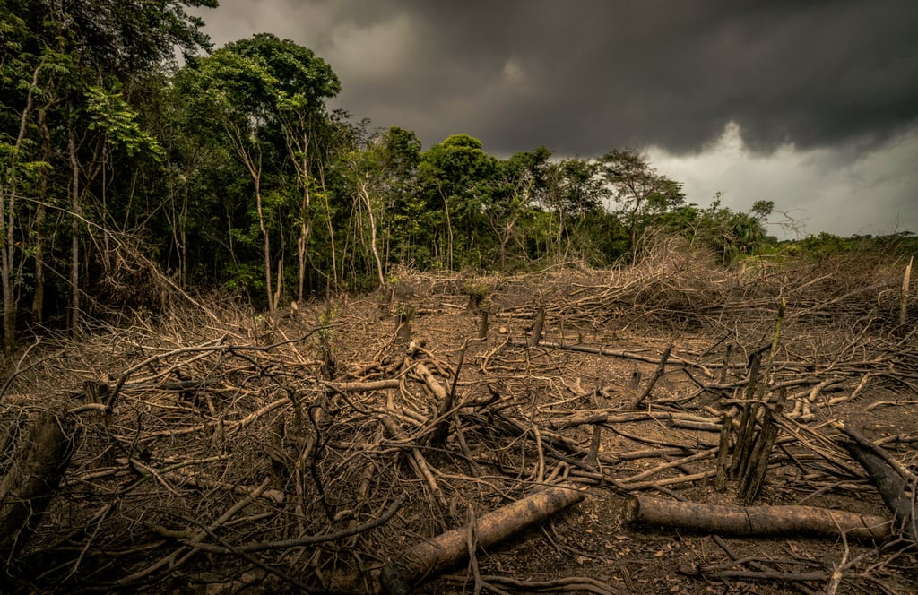 Deforestation in the Amazon is at historically high levels. Photo: WWF/Luis Barreto