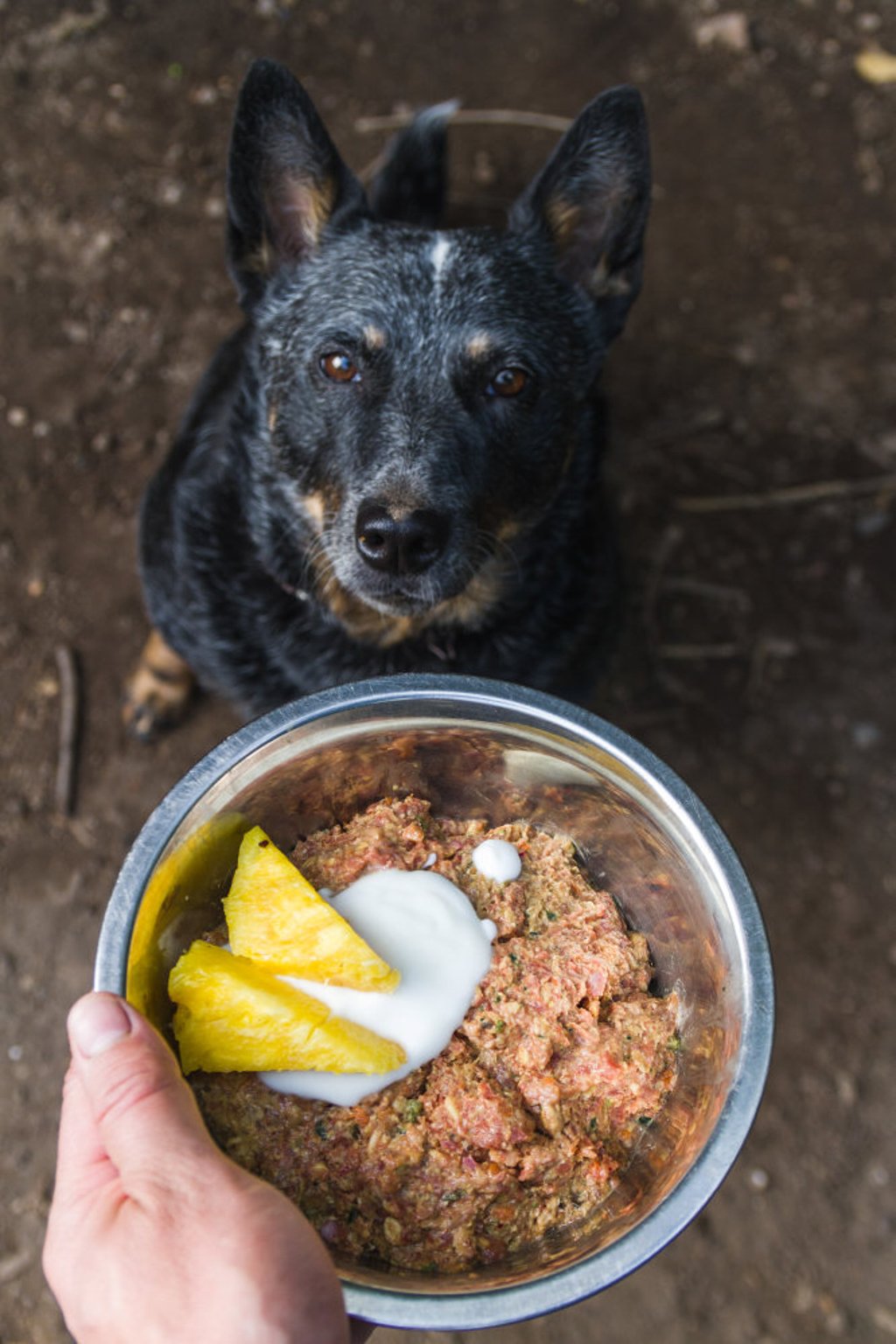 Raw dog food has become a trend, but it could contain antibiotic-resistant bacteria. Photo: Shutterstock Raw dog food has become a trend, but it could contain antibiotic-resistant bacteria. Photo: Shutterstock