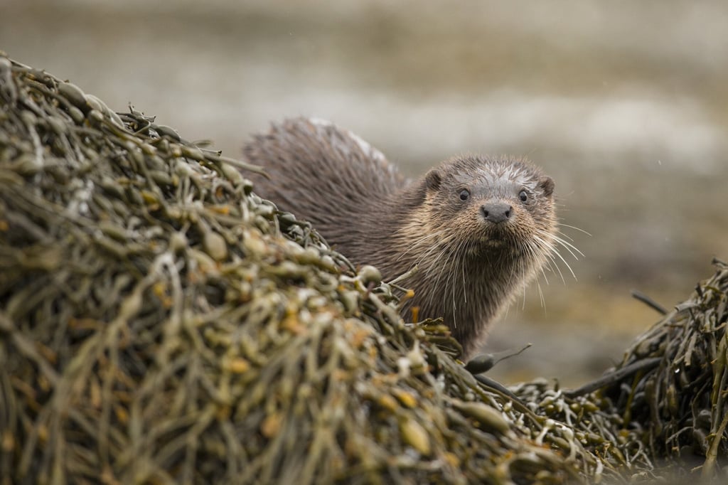 An otter at the Alladale Wilderness Reserve. Photo: Alladale Wilderness Reserve