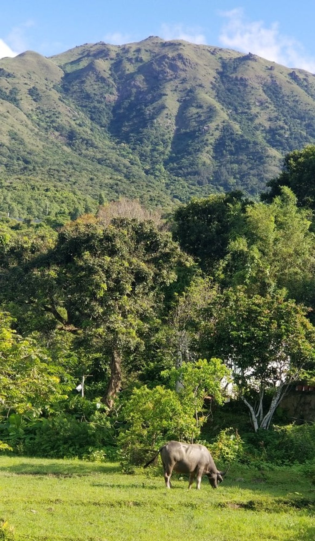 A feral buffalo in Cheung Sha Upper Village, Lantau. Photo: Simon O’Reilly
