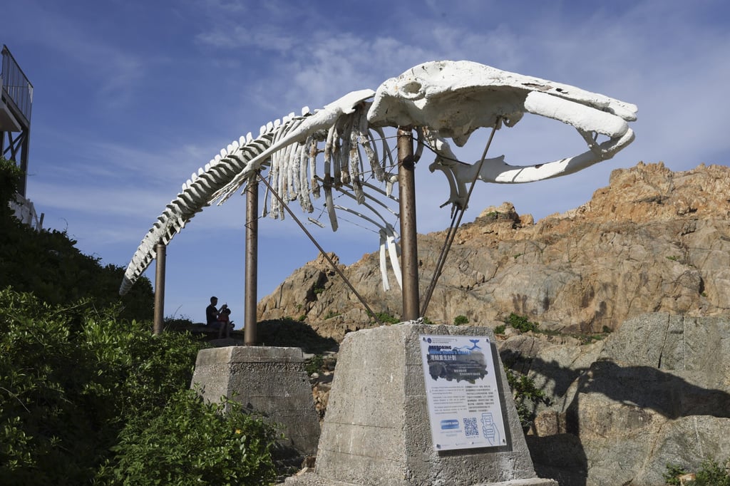 The skeleton of the whale at the Swire Institute of Marine Science (Swims), the University of Hong Kong at Cape D’Aguilar. Photo: K.Y. Cheng The skeleton of the whale at the Swire Institute of Marine Science (Swims), the University of Hong Kong at Cape D’Aguilar. Photo: K.Y. Cheng