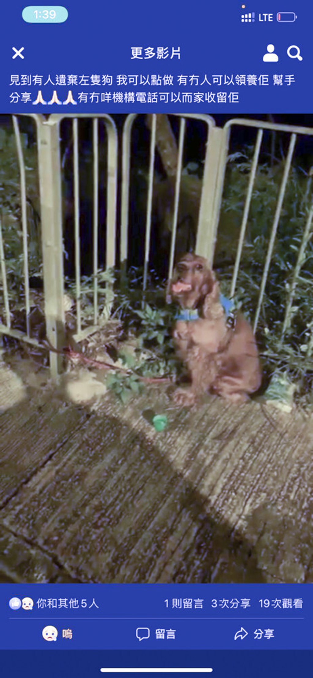 The cocker spaniel, since named Phaedra, was found tied to a fence in Sai Kung. Photo: Facebook The cocker spaniel, since named Phaedra, was found tied to a fence in Sai Kung. Photo: Facebook