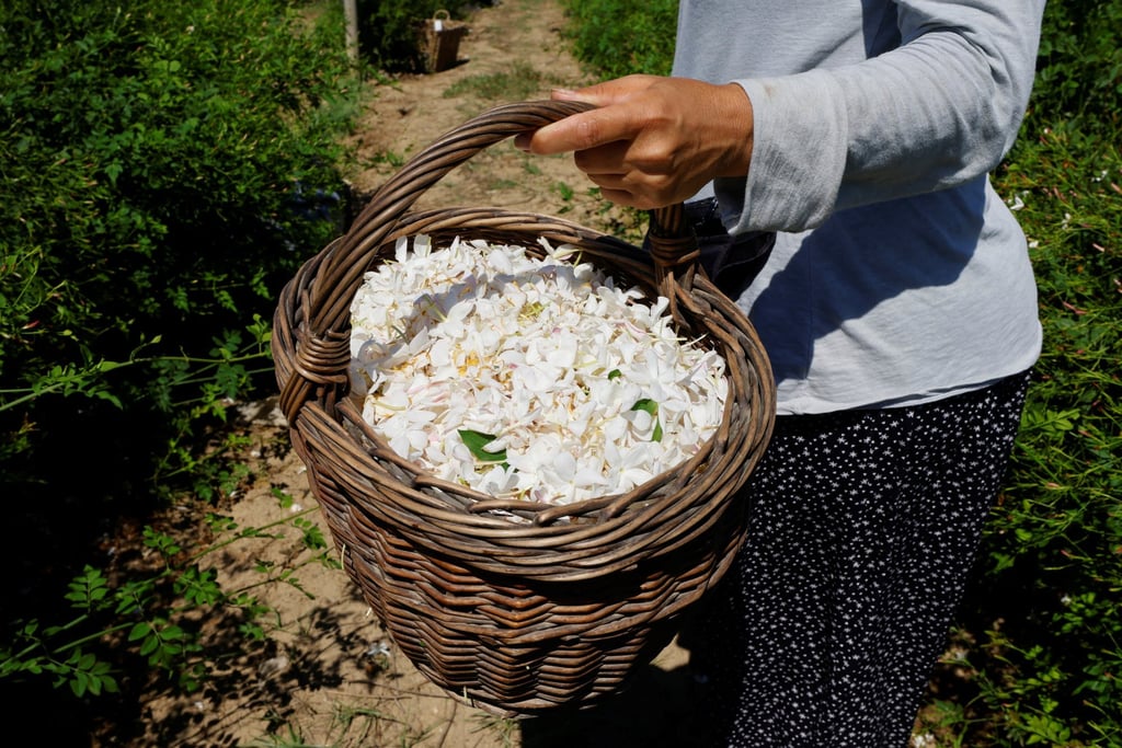 A picker holds a basket of jasmine flowers to be used to make Chanel N°5 perfume in southern France, Photo: Reuters