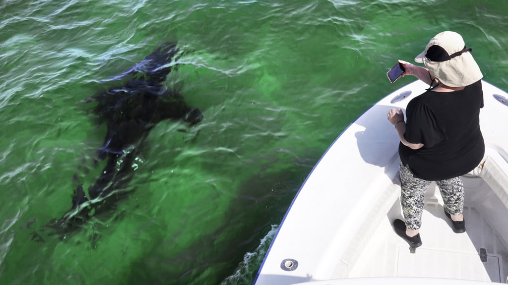 A great white shark swims past a shark-watching boat off the Massachusetts coast of Cape Cod. Photo: Charles Krupa/AP A great white shark swims past a shark-watching boat off the Massachusetts coast of Cape Cod. Photo: Charles Krupa/AP