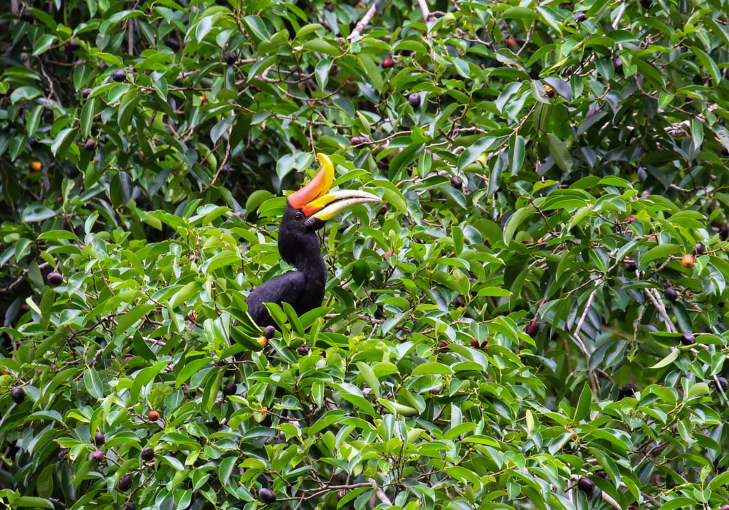 A hornbill eats from a fig tree in Tawau, Sabah. Photo: courtesy of Shavez Cheema A hornbill eats from a fig tree in Tawau, Sabah. Photo: courtesy of Shavez Cheema