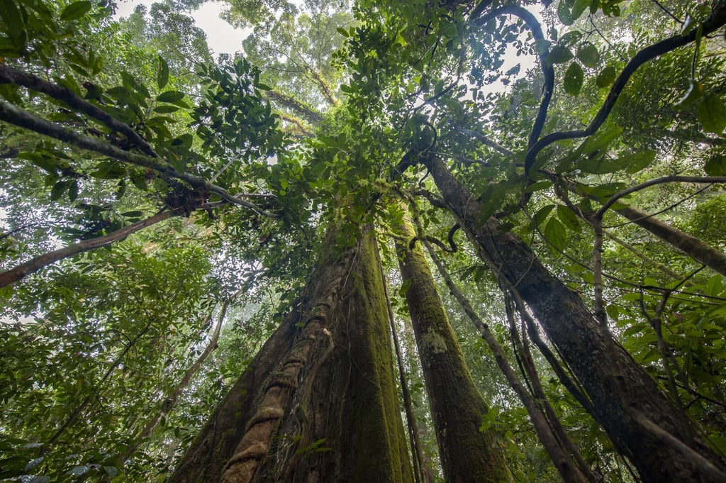 A rainforest in Borneo from Eden: Untamed Planet. Photo: BBC Studios