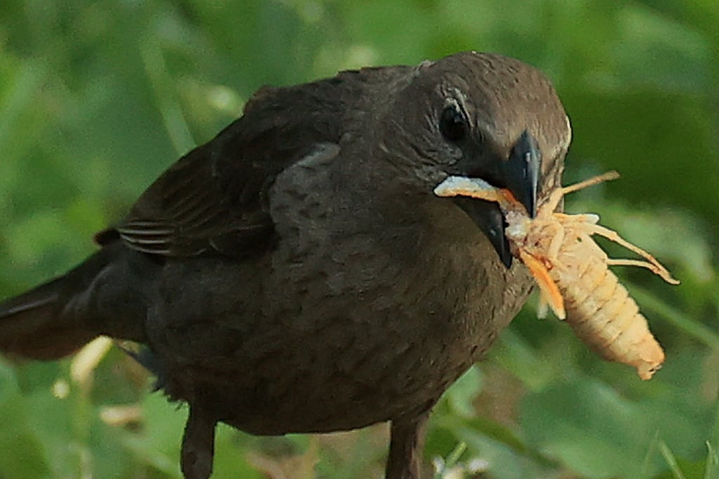 A bird prepares to eat a cicada. A high-protein source of food for birds, animals and other insects, cicadas emerged in the eastern United States and some Midwestern states this spring after living underground for 17 years. Photo by Chip Somodevilla/Getty Images
