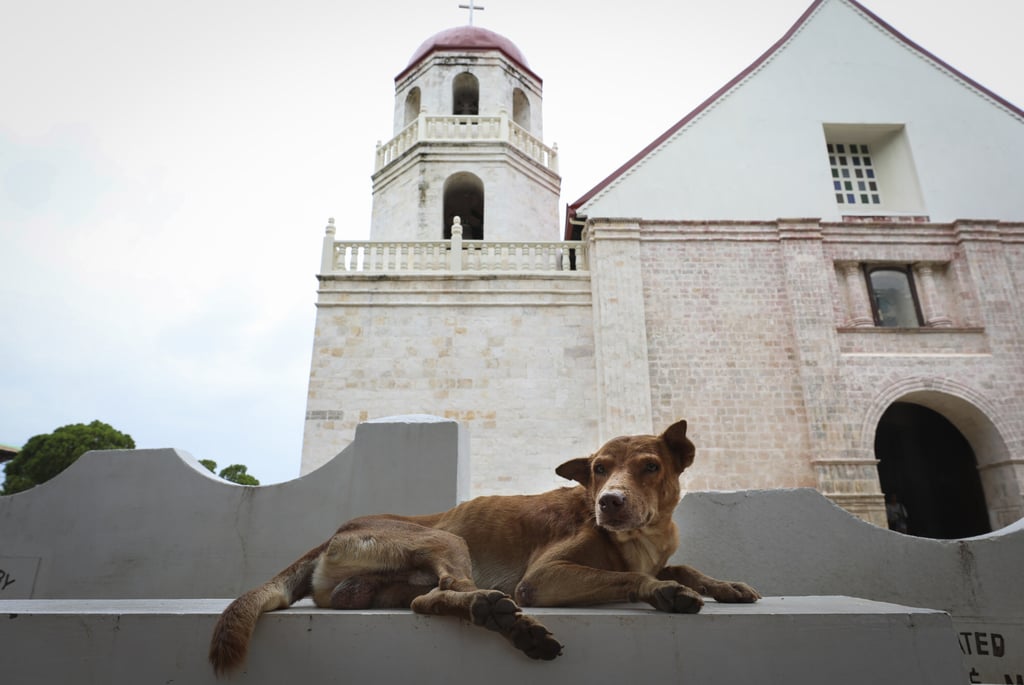 East Asian village dogs are some of the most genetically diverse dogs in the world, according to US-based canine genetics start-up Embark. Photo: James Wendlinger