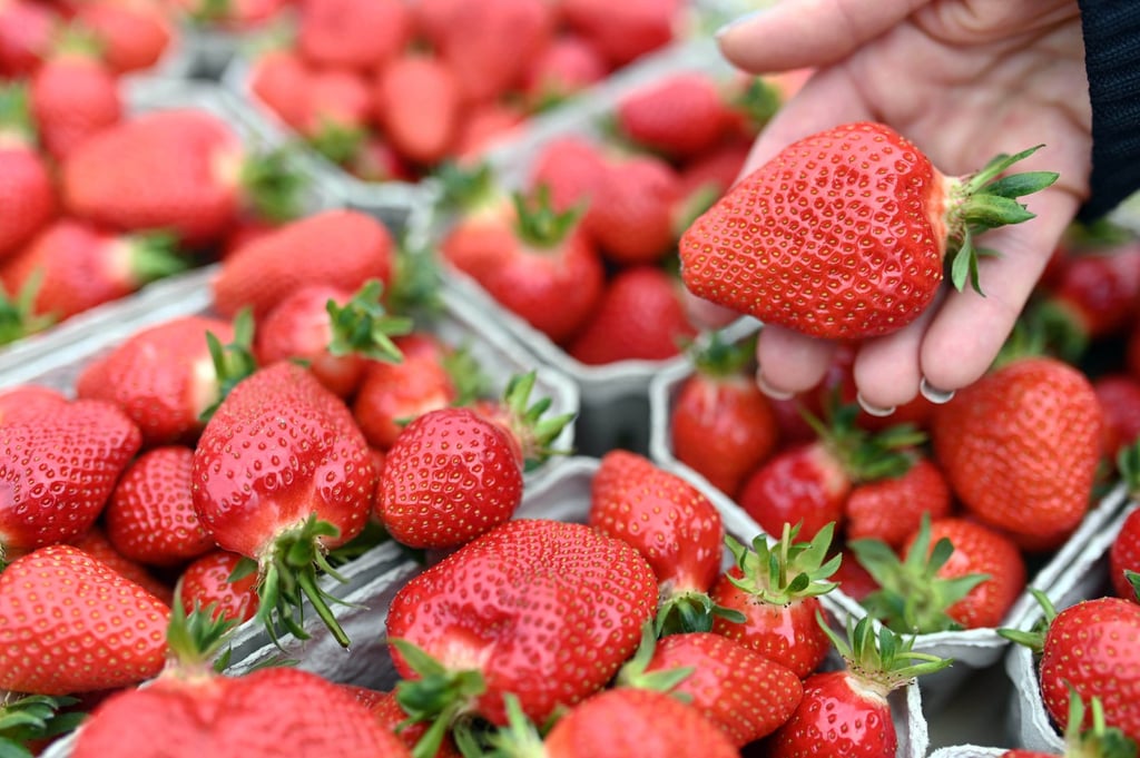 Supermarket-bought strawberries are saturated in fungicide and washing them doesn’t fully remove the poison, Julian Cribb points out. Photo: Uli Deck/picture alliance via Getty Images