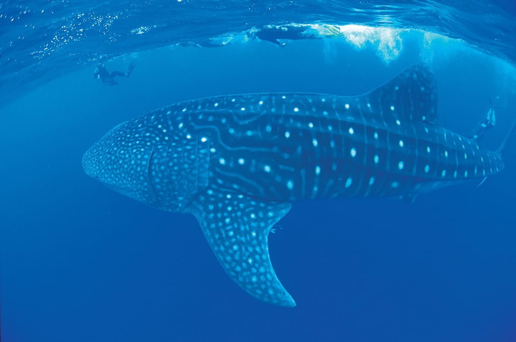 A whale shark with divers in the Ningaloo Marine Park. Photo: Tourism Western Australia A whale shark with divers in the Ningaloo Marine Park. Photo: Tourism Western Australia