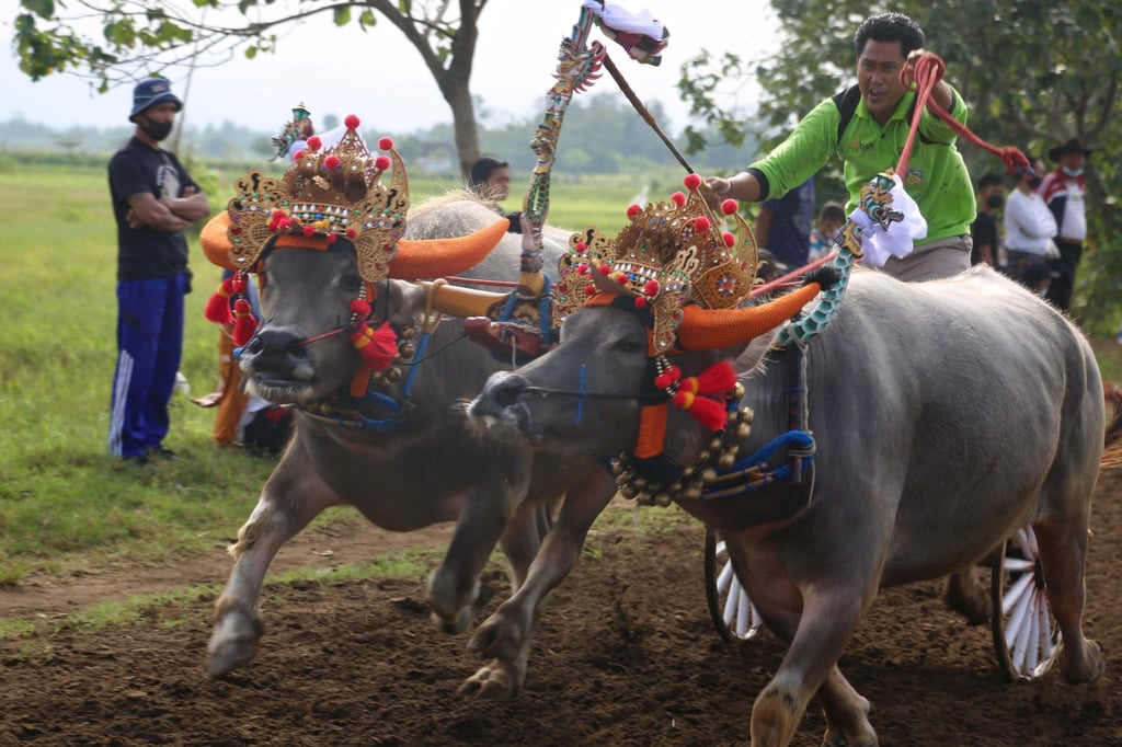 The makepung, or bull races, have returned to Bali. Photo: Ian Neubauer