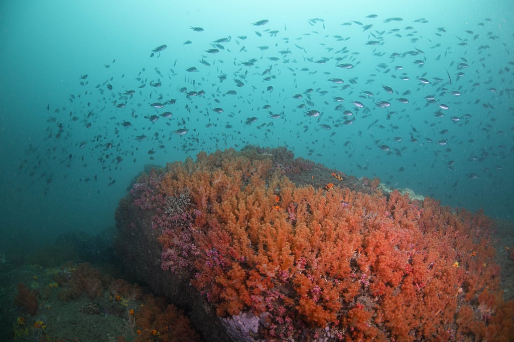 There are almost 100 species of coral in Hong Kong waters. Photo: Simon Lorenz/Sai Kung Scuba There are almost 100 species of coral in Hong Kong waters. Photo: Simon Lorenz/Sai Kung Scuba