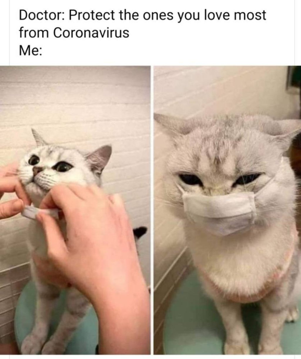 A Covid-19 online meme. Cats and dogs are popular meme subjects.