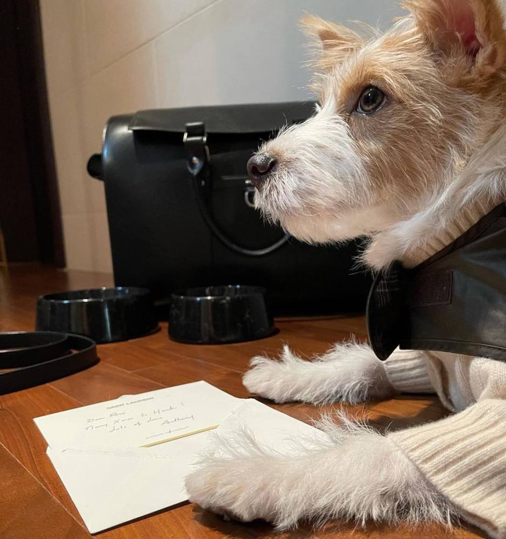 Rosé’s adopted puppy Hank is a celebrity in his own right who gets gifts from luxury brands. Photo: @hank_says_hank_/Instagram Rosé’s adopted puppy Hank is a celebrity in his own right who gets gifts from luxury brands. Photo: @hank_says_hank_/Instagram