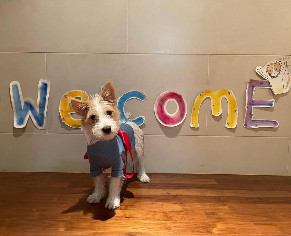 Rosé celebrated the arrival of adopted puppy Hank. Photo: @hank_says_hank_/Instagram Rosé celebrated the arrival of adopted puppy Hank. Photo: @hank_says_hank_/Instagram