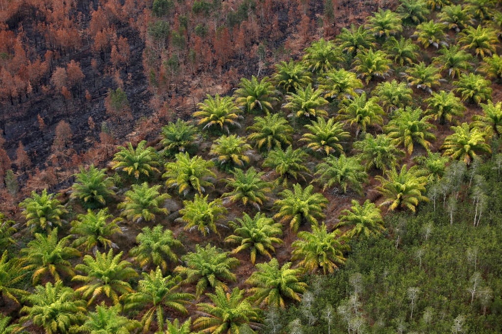 An oil palm plantation is pictured next to an area of burnt forest in Indonesia’s South Kalimantan province in 2019. Photo: Reuters An oil palm plantation is pictured next to an area of burnt forest in Indonesia’s South Kalimantan province in 2019. Photo: Reuters