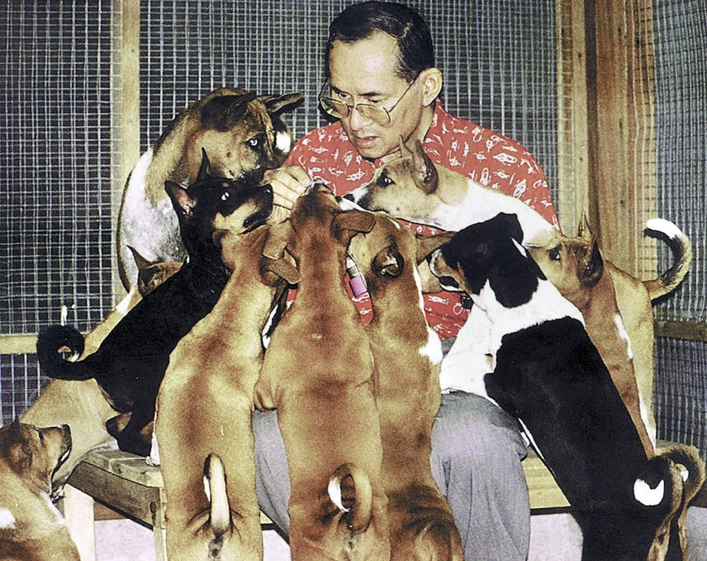Thai King Bhumibol Adulyadej and his dogs at the Royal Palace in Bangkok. Photo: AFP Photo/Thai Royal Bureau/Thai Royal Palace Thai King Bhumibol Adulyadej and his dogs at the Royal Palace in Bangkok. Photo: AFP Photo/Thai Royal Bureau/Thai Royal Palace